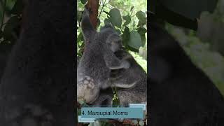 Koalas interesting 10 Facts for Kids Educational Video Australias Beloved Marsupials koalafacts [upl. by Doug]