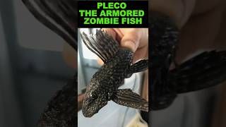 Pleco  The Armored Zombie Fish [upl. by Nosredneh]