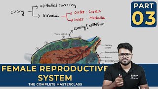 Mastering FEMALE REPRODUCTIVE SYSTEM  Human Reproduction  CLASS 03 [upl. by Gervais714]