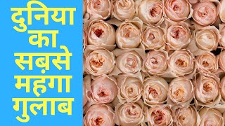 Most Expensive Flowers In The World Juliet Rose जूलियट रोज [upl. by Elmer]