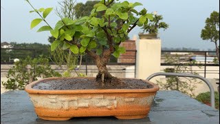 Repotting of Cherry Bonsai Tree [upl. by Amory437]