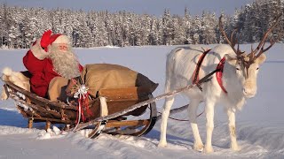 Salida de Papá Noel Santa Claus y renos 🦌🎅 para familias  Laponia Finlandia Navidad Polo Norte [upl. by Aneret]