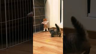 Kitten meowing to attract cats🥰😝cat funny video cute trending shorts [upl. by Snapp]