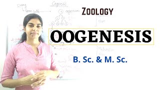 Oogenesis  B Sc and M Sc  Zoology [upl. by Bijan]