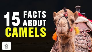 Top 15 Amazing Facts About Camels  Interesting Facts About Camels [upl. by Airbmat]