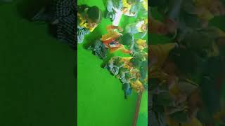 yogapractice bestplayschool daycarecentre playschoolyogacutebaby [upl. by Norling]