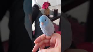 Parrotlet talking on my hand [upl. by Onailime]