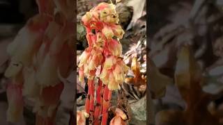 Monotropa hypopitys  Dutchmans pipe  Pinesap  Monotropaceae fungus nature [upl. by Connell]