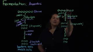 Bacterial Fermentation [upl. by Amre]