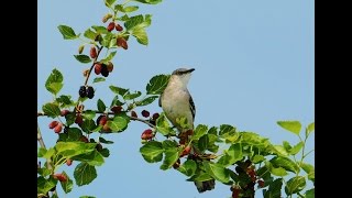 Various Sounds of a Northern Mockingbird [upl. by Hainahpez]