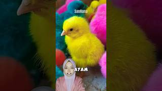 Memelihara Ayam Warna Warni Gedenya Bisa Jadi Musuh 😱 shorts [upl. by Einnor]