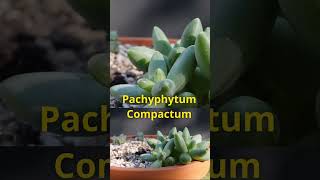 Pachyphytum 2024 succulent succulents houseplants [upl. by Gilmer]