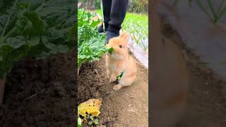 Lets walk the rabbit in the vegetable garden Cute pet debut plan Rabbit rural cute pet [upl. by Piegari]