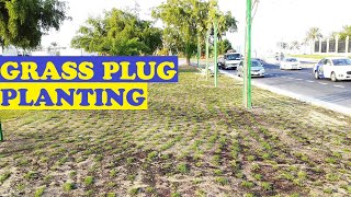 HOW TO PLANT GRASS PLUG  Seashore Paspalum vaginatum Grass [upl. by Kerekes]