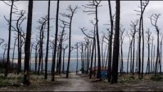 Un an après les incendies en Gironde les estivants sont au rendezvous avec un paysage marqué [upl. by Layney]