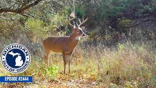 Bow Hunting Gun Hunting Bragging Board Michigan Out of Doors TV 2444 [upl. by Ahseyi946]