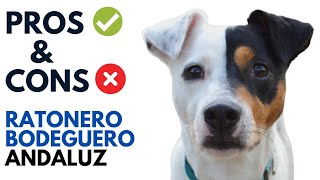 Ratonero Bodeguero Andaluz Dog Pros and Cons Ratonero Bodeguero Andaluz Advantages and Disadvantages [upl. by Terrijo607]