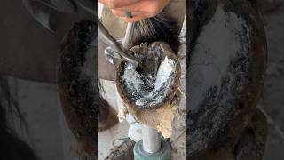 Trimming super overgrown horse hoof farrier satisfying asmr [upl. by Ecirual162]