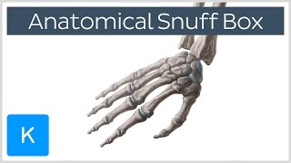 What is the anatomical snuff box  Human Anatomy  Kenhub [upl. by Chandra470]