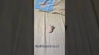 Little hamster speedhamster music song pop lyrics cover lulumal cuteanimal cat cutecat [upl. by Aihsal]