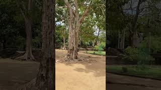 Buddha posture of Meditation in EnlightenmentSamadhi StatueAnuradhapura Sri Lanka7feet3 inches [upl. by Edrock180]