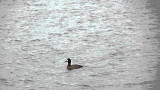 Greater or Lesser Scaup [upl. by Aphrodite]