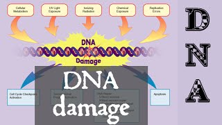 DNA damage and repair  DNA damage response [upl. by Kenwee]