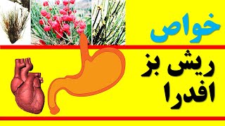 Ephedra plant خواص افدرا و تاثیر آن بر سیستم گوارش و رفع درد قاعدگی در زنان [upl. by Yt]