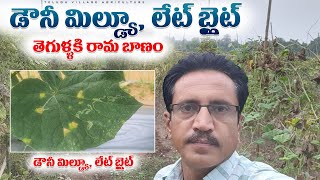 Downy Mildew Late Blight Diseases లేట్ బ్లైట్ డౌనీ మిల్డ్యూ తెగులు  తీగ జాతి కూరగాయలు [upl. by Anjali]