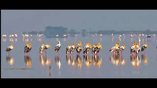 Pulicat Lake Bird Sanctuary Andhra Pradesh India Travellifejourneys [upl. by Frentz922]