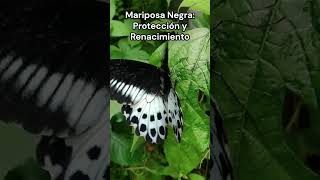 🦋Mariposa Negra Protección y Renacimiento🖤shorts connymendez afirmaciones [upl. by Sairacaz]