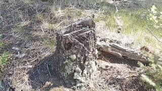 Hike Mountain Lion Trail Golden Gate Canyon State Park 3mi 1hr 071224 [upl. by Neelya]