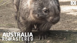 Dont get between a wombat and its lunch  Australia Remastered [upl. by Tattan]