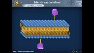 Membrana cellulare  Struttura [upl. by Ntsuj]