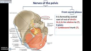 Overview of Pelvis 4  Nerves of Pelvis  DrAhmed Farid [upl. by Yud]