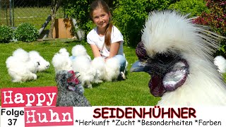 E37 ZwergSeidenhühner im Rasseportrait bei HAPPY HUHN  Stall Haltung Zucht Küken Farbschläge [upl. by Nylaf]