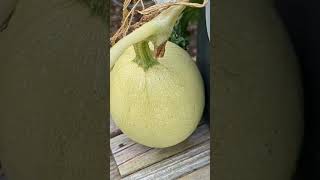 Spaghetti Squash spaghettisquash gardening homestead homegrown [upl. by Anah]