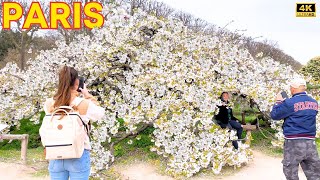 Paris France 🇫🇷  Paris Cherry Blossoms 2024  ASMR Gardens amp City Walk 4k ▶1h10 min [upl. by Astrea261]