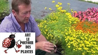 chaine tv de Jardinage tagetes lulu signata oeillet Comment faire un Semis Plante annuelle [upl. by Chi375]