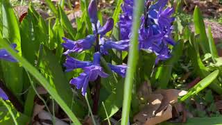 Hyacinth  Pink and Purple [upl. by Rafaj439]