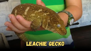 Leachie gecko  Geckos That Make The Best Pets [upl. by Spatz]