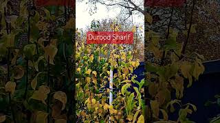 🕋🇬🇧Durood Sharifsalawat ukvlog arabic explore music [upl. by Tatia674]