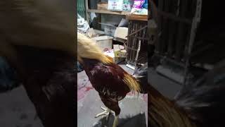 Ayam kampung seharga kijang Innova [upl. by Durrell994]