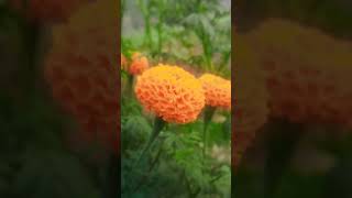 shortvideo gardeningplants gardeningplants plants trending short viralvideo youtubeshorts [upl. by Dulla170]