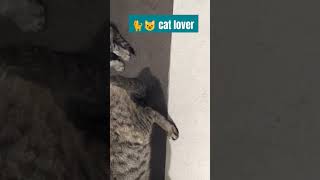 catlover animals banglore [upl. by Calia426]