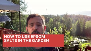 How to Use Epsom Salt in the Garden [upl. by Gamin903]