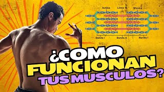 como funciona la contraccion muscular en el ejercicio [upl. by Hatty]