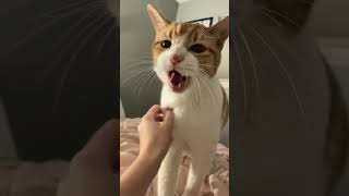 My chatty cheets cat funnyvideo [upl. by Alled]