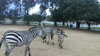 Gentle Zebras Riding Zebra [upl. by Ycinuq]