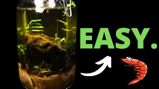 HOW To Make Your Own Ecosystem In a Jar [upl. by Stempien526]